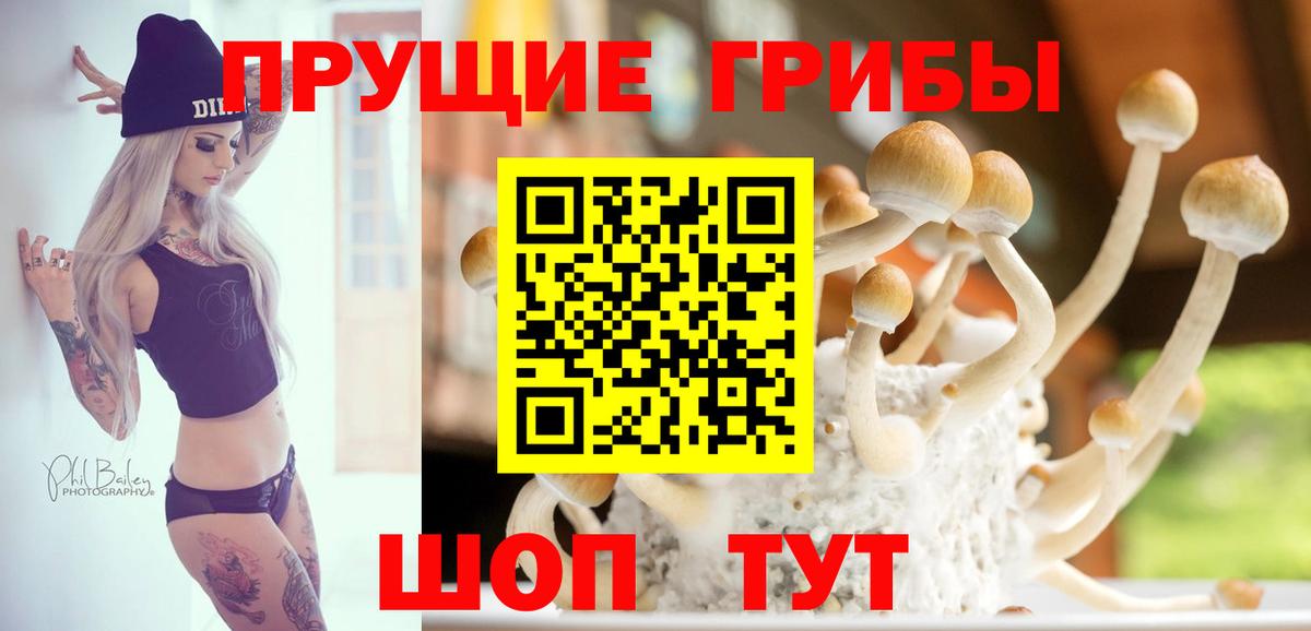 Псилоцибиновые грибы Psilocybine cubensis Елабуга